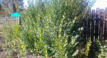 Jak bojovat a zbavit se přerůstání třešní v zahradě na místě navždy vlastními rukama